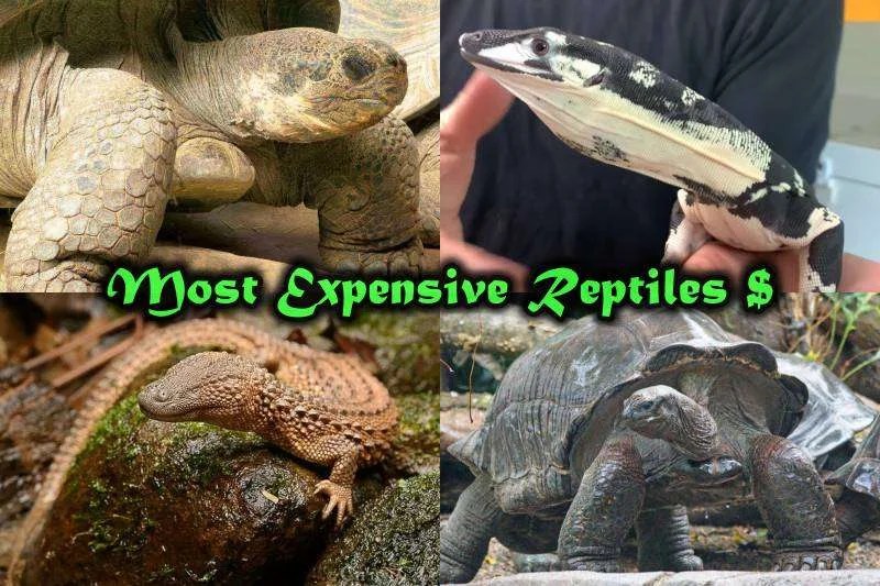 List of Most Expensive Reptiles in the World that are difficult to