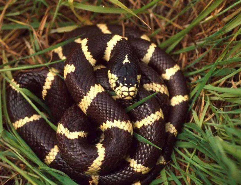 30+ Magnificent Yellow and Brown Snakes (10 are Venomous) Updated