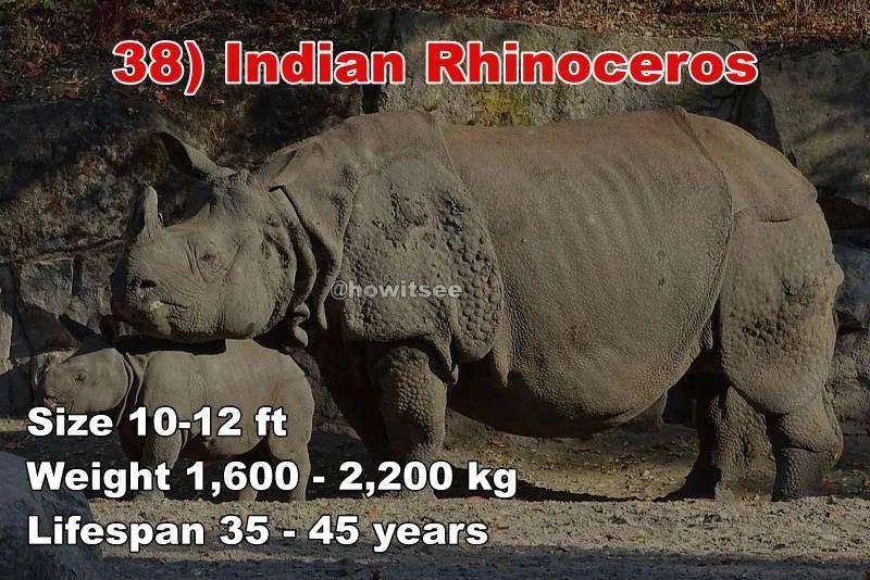 Top 136+ Top 20 biggest animals in the world