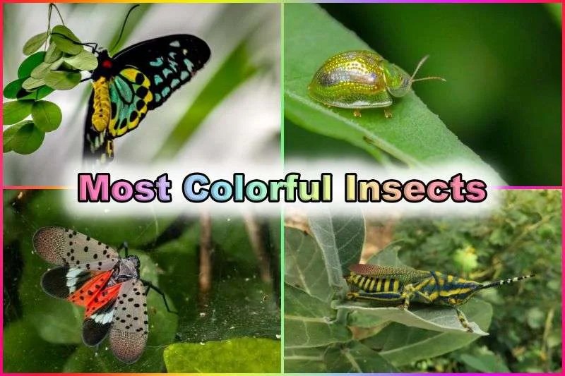 20 Colorful Insects That Are Unexpectedly Beautiful (2023 With Pictures)