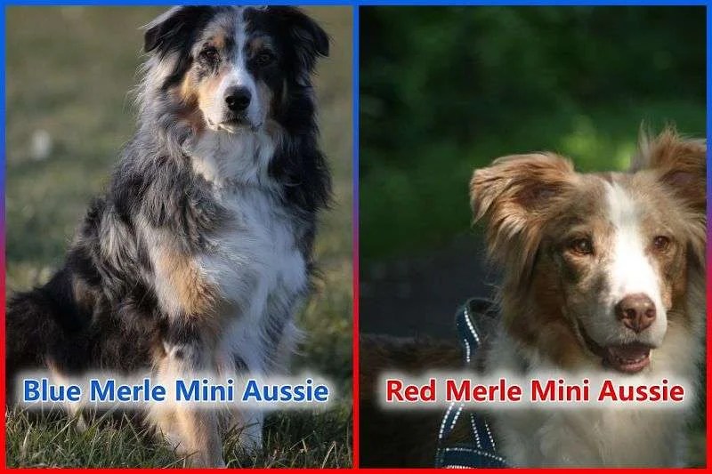 Blue Merle Mini Aussie vs Red Merle Mini Aussie Five Major Differences