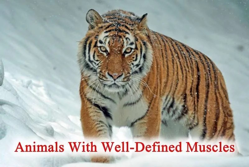 10+ Animals With WellDefined Muscles (Ripped/Muscular Animals 2023)
