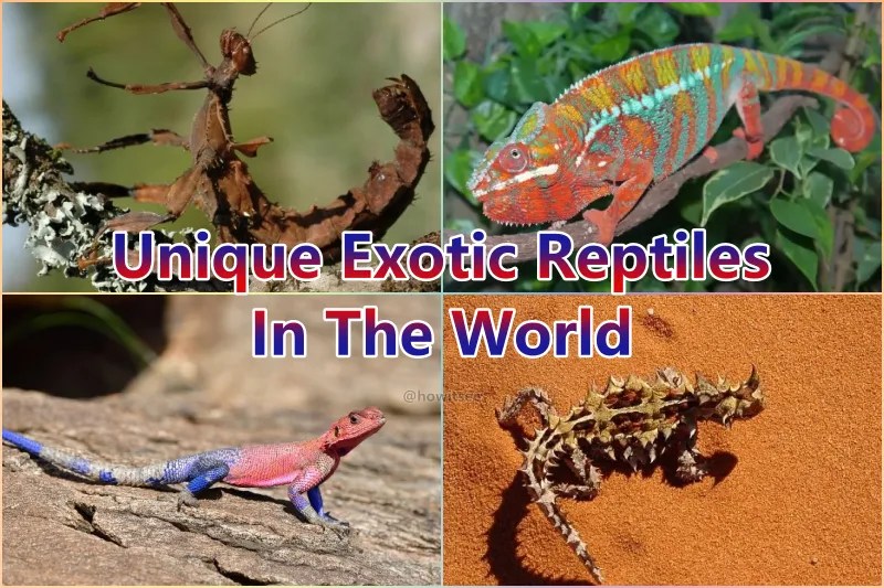 15 Unique Exotic Reptiles In The World (2023)