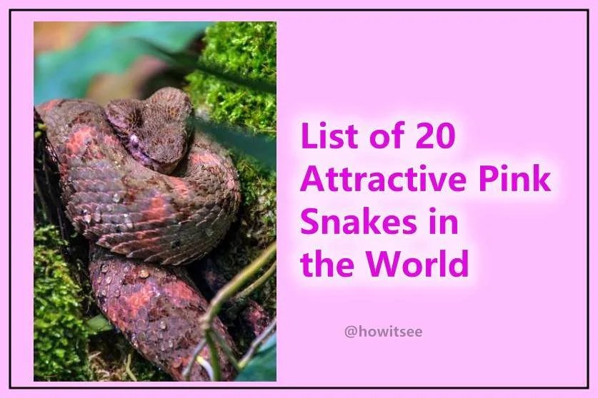 List of 24 Attractive Pink Snakes in the World (2023) Updated