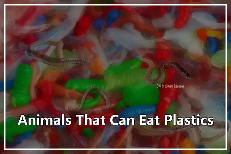What Animals Can Eat Plastics? Plastivore Species (2023)