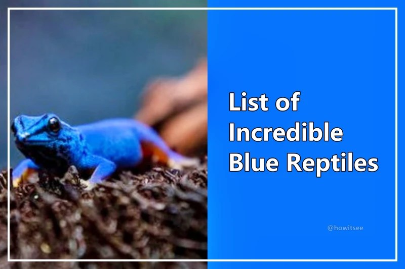 Are There Any Blue Reptiles? List of 15 Incredible Blue Reptiles