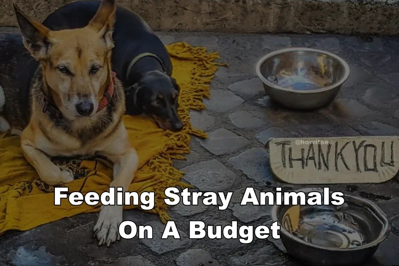 Feeding Stray Animals On A Budget Creative Ways To Help Homeless Animals