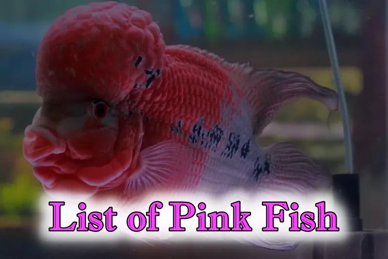 Are There Any Pink Fish? The Answer is YES! (2024 List) Updated