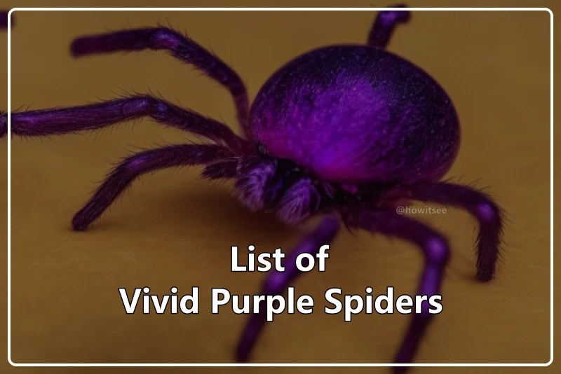 20 Vivid Purple Spiders You May See (2023) Updated