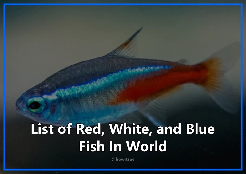 Discover 15 Red, White, and Blue Fish In World (2023)