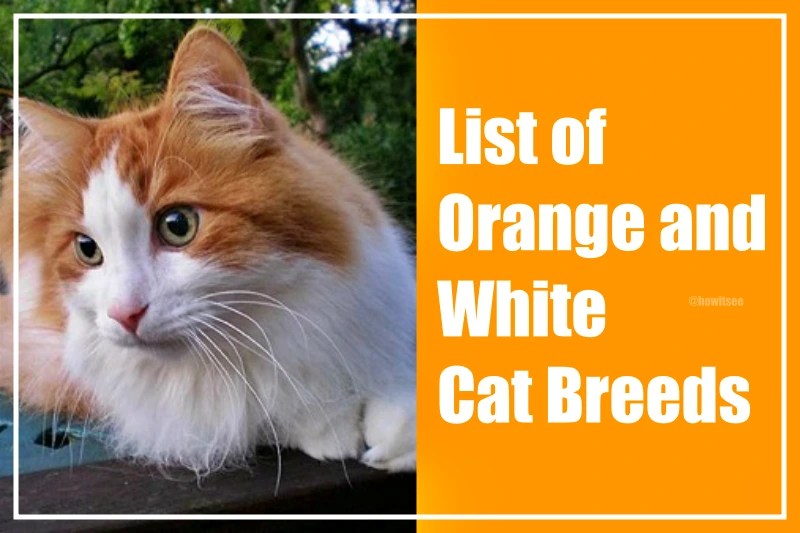Orange and White Cat 25 Best Breeds for Feline Lovers (2023)