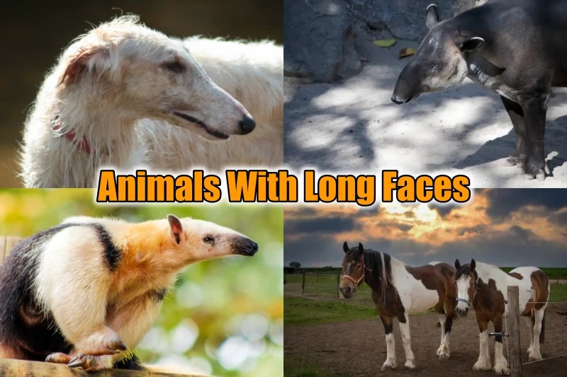 15 Weird Animals With Long Faces (Are They Dangerous) 2023