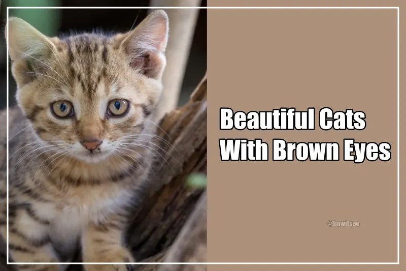Are There Any Cats With Brown Eyes? (List 2023)