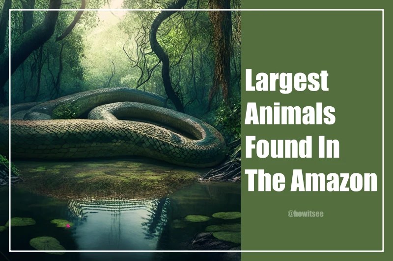 15 Largest Animals Found In The Amazon Biggest Creatures (2023)