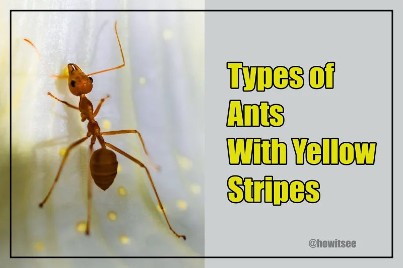 Types of Ants with Yellow Stripes (Large Yellow Ants) 2023