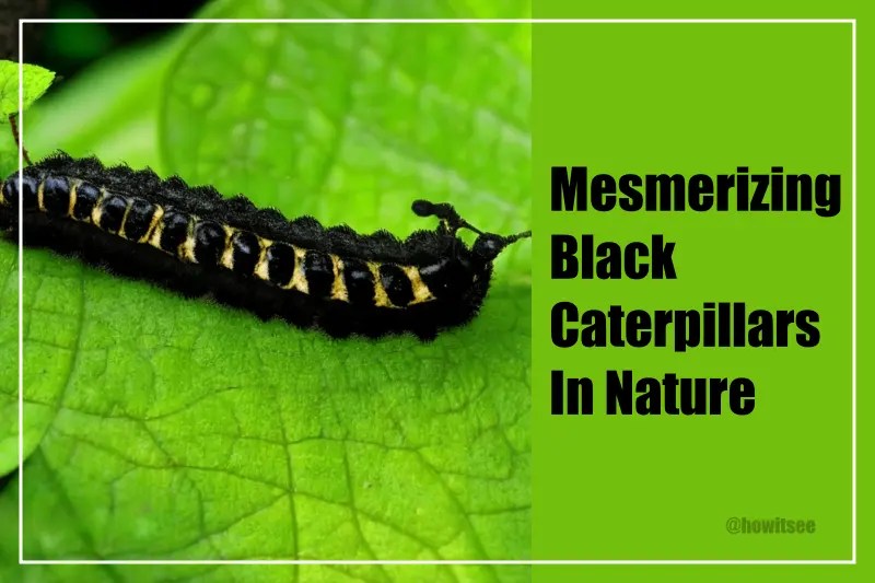 14 Mesmerizing Black Caterpillars in Nature (2023)