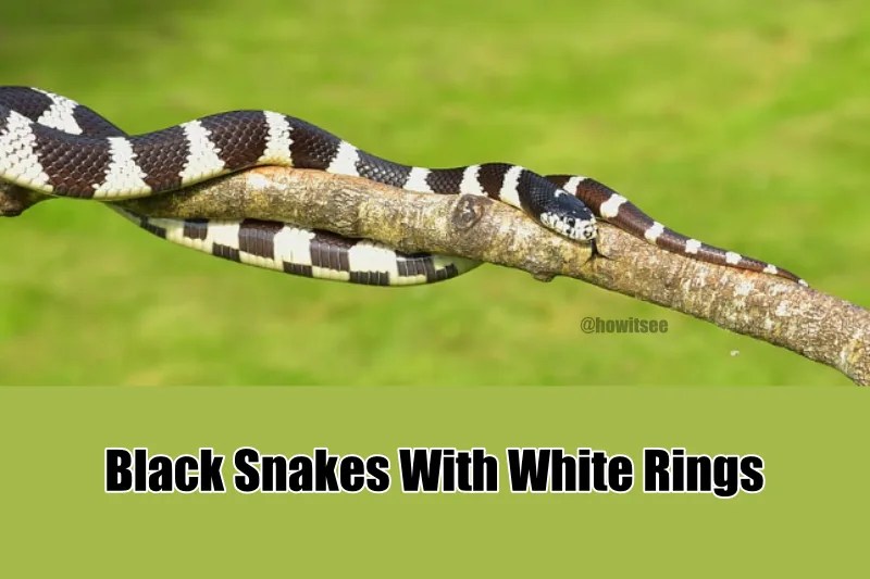 How To Identify Black Snakes With White Rings?