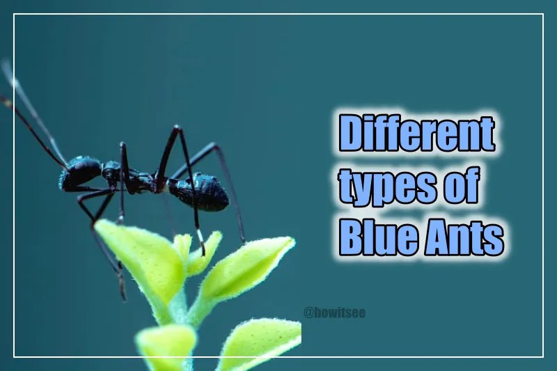 8 Different Types of Blue Ants in Nature (2023)