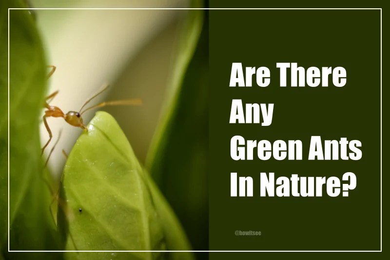 Are there any Green Ants in Nature? (Distinct species)