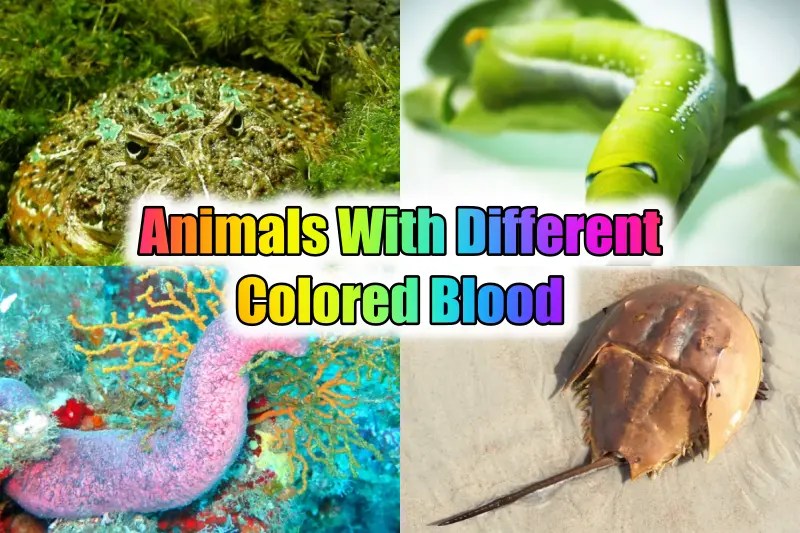 20 MindBlowing Animals With Different Colored Blood (2023)
