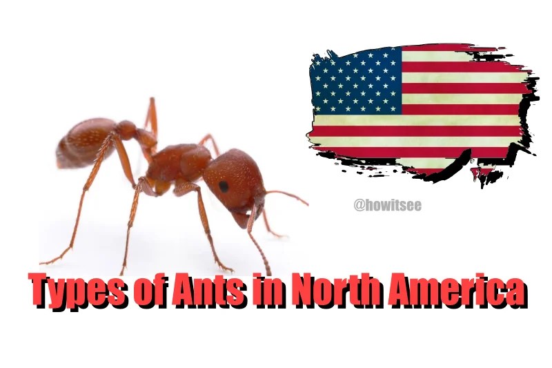 Ants In North America (List of 24 Native Tiny Marvels) Updated