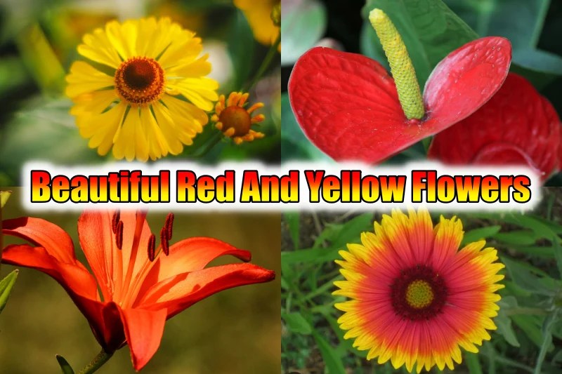 20 Beautiful Red And Yellow Flowers For Your Garden (2023)