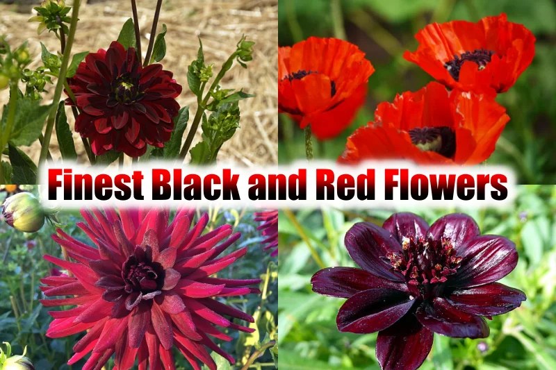 10 Finest Black and Red Flowers for Your Garden (2023)