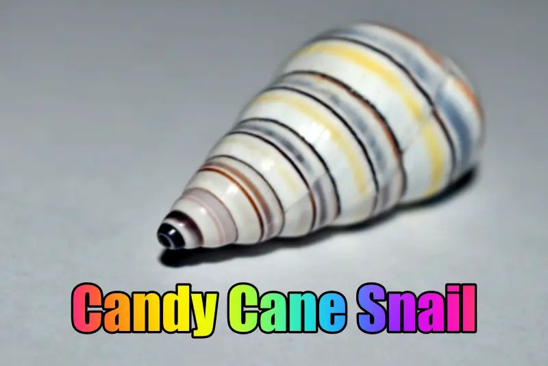 Candy Cane Snail Wiki, Appearance & Everything Else Updated