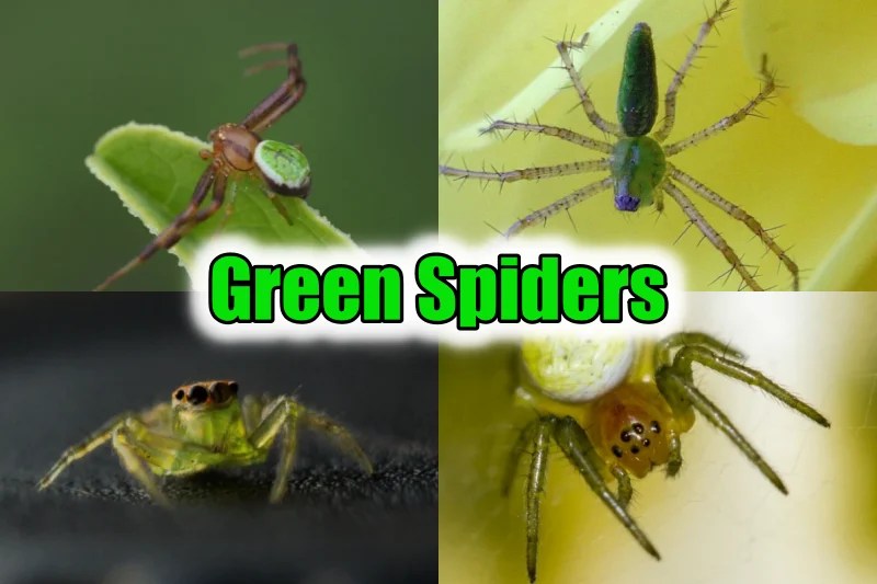 Exploring The World of 34 Green Spider Varieties Enriching Biodiversity