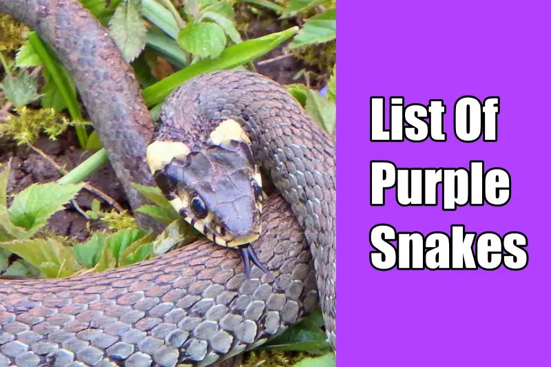 22 Rare Purple Snakes You Never Knew About (With Pictures & Facts