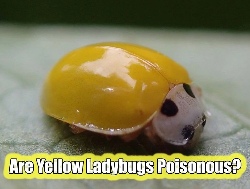 Are Yellow Ladybugs Poisonous? (List 2023)