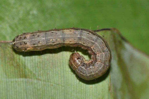 56 Dangerous Banana Bugs (Insects Found In Banana) - HowitSee