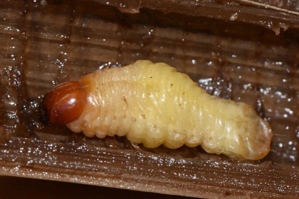 56 Dangerous Banana Bugs (Insects Found In Banana) - HowitSee