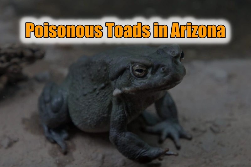 Are There Poisonous Toads in Arizona? (2023)
