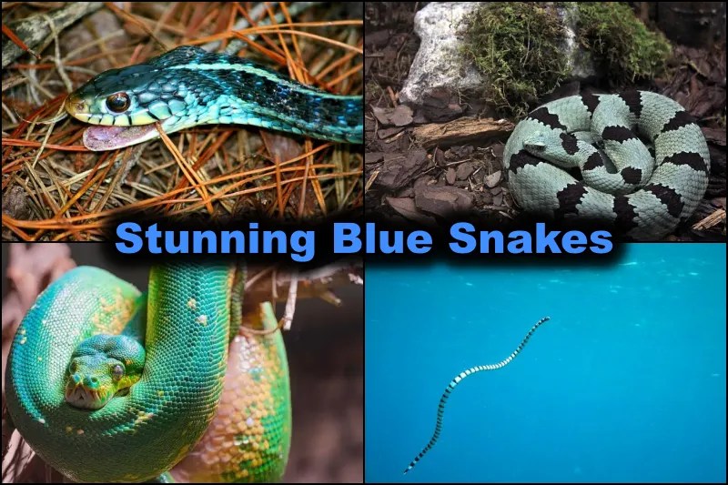 23 Stunning Blue Snakes (With Identification, Location & Pictures)