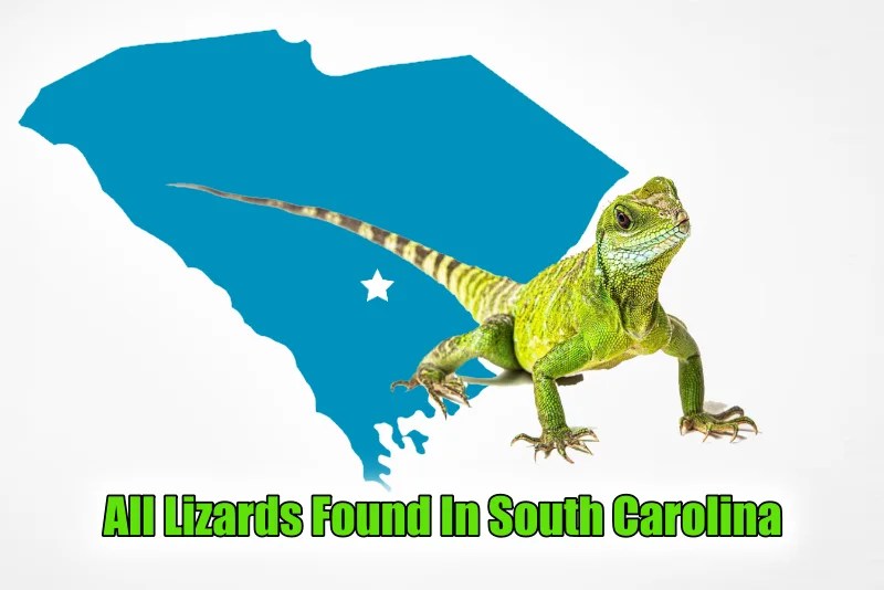 All Lizards Found In South Carolina, According to SCDNR (with