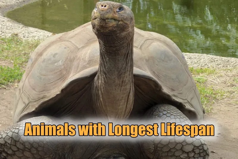 Top 17 Animals with Longest Lifespan (Immortal Animals 2023) Updated