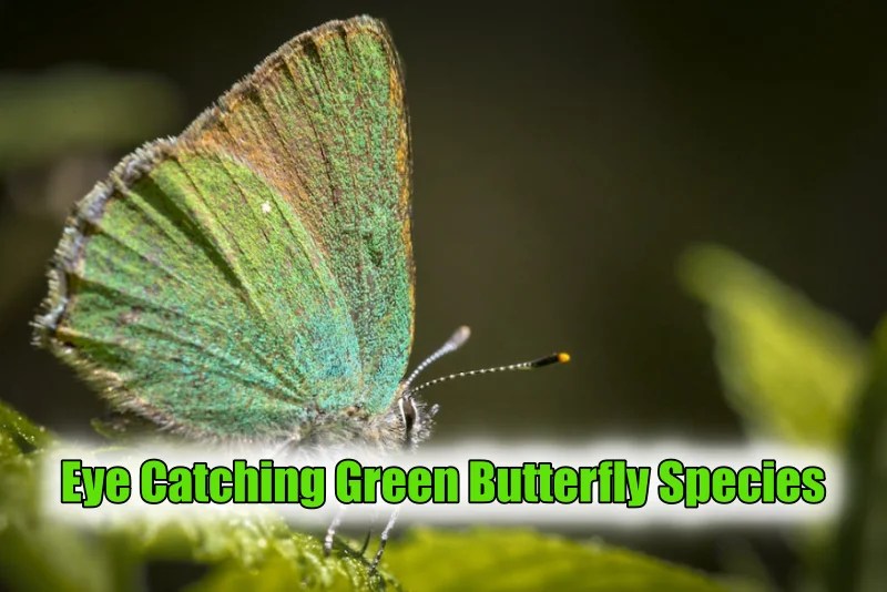 15 Eye Catching Green Butterfly Species (With Identification & Location)