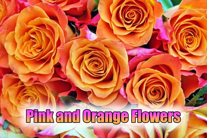 10 Pink and Orange Flowers for Your Garden