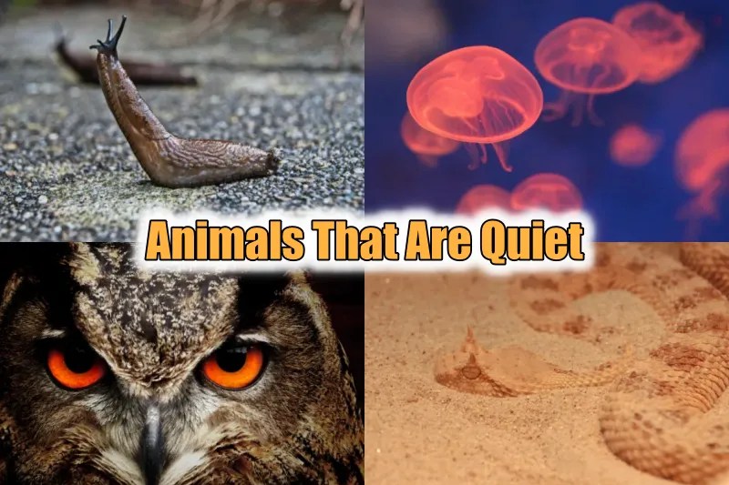 Animals That Are Quiet (Top 15 Quietest Animals Ever) Updated