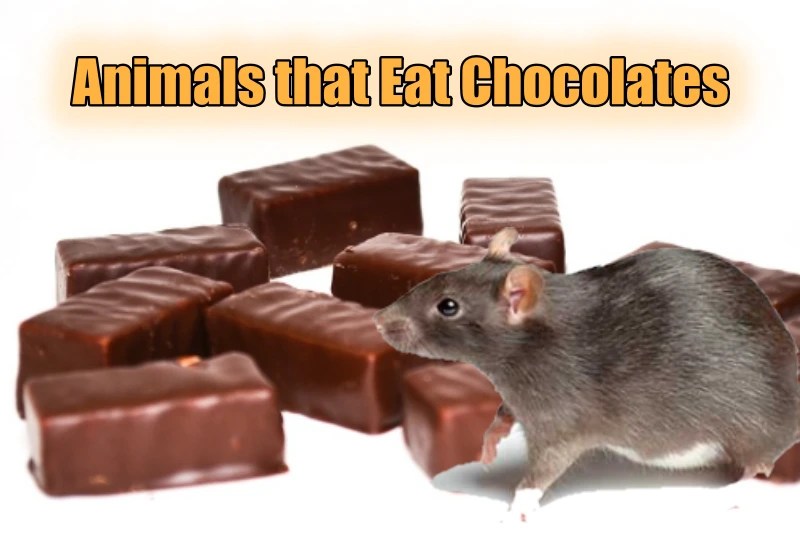 6 Common Animals That Eat Chocolates (& 6 that don't)