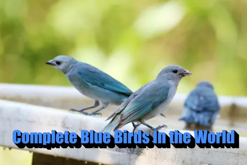 10 Complete Blue Birds In the World With Identification
