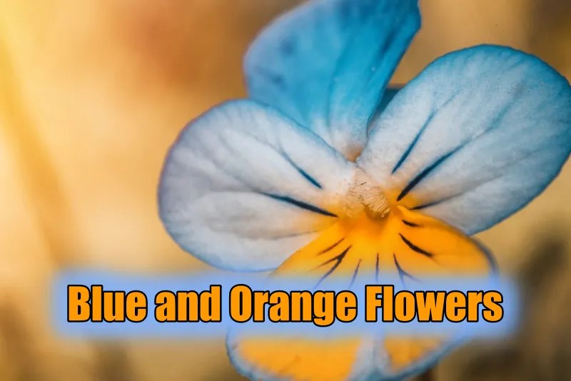 10 Types of Blue and Orange Flowers To Give Your Partner (2024)