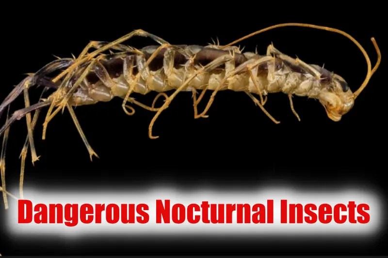 Dangerous Nocturnal Insects Bugs Are Most Active at Night & Cause Major Problems