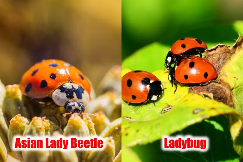 Difference Between Ladybugs And Bugs That Look Like Ladybugs (Simple Guide With Identification)