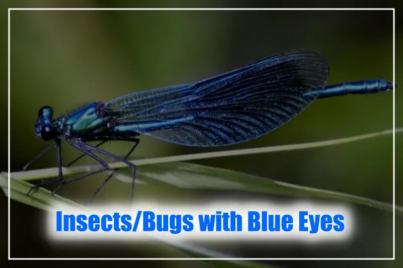 10 Breathtaking Insects With Blue Eyes (BlueEyed Bugs)