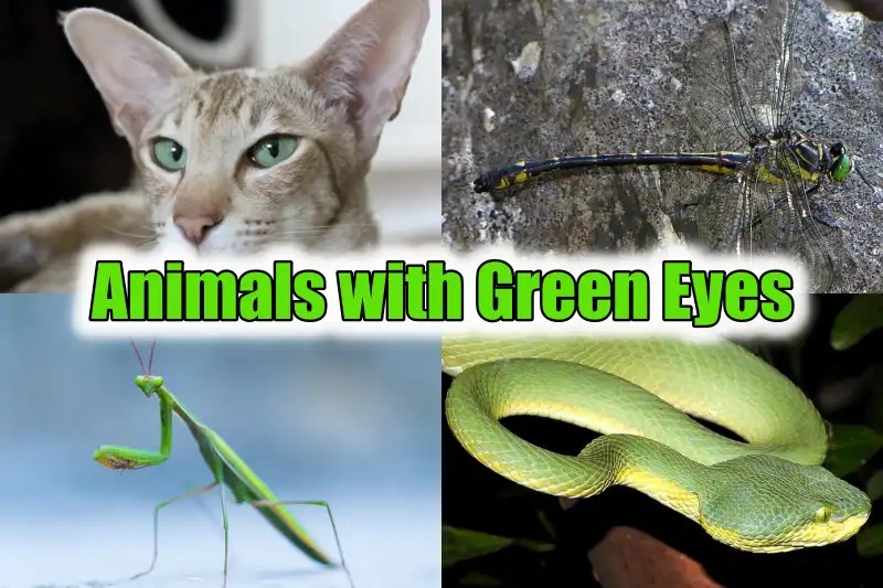 30 Animals Flaunting Their Green Eyes