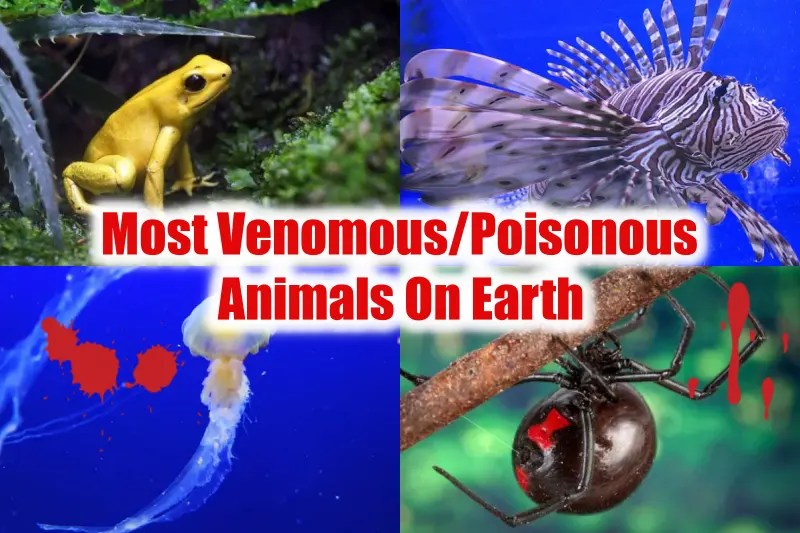 50 Most Venomous/Poisonous Animals On Earth (+ Toxicity Level)