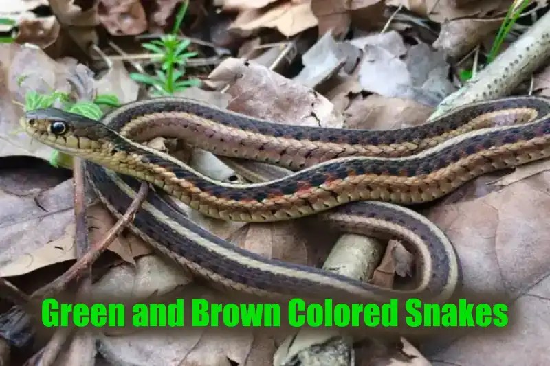 15 Green and Brown Snakes You Need to Know, 2024 HowitSee