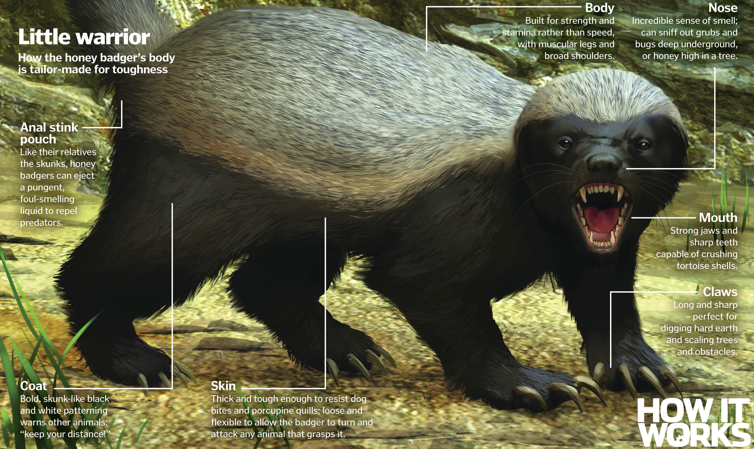 Why you should never mess with a honey badger How It Works